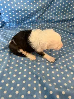 Obi, a male Shihpoo for sale in Stratton, CO – 3 of 7