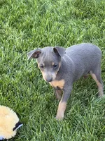 Betty, a female Miniature Pinscher for sale in Stratton, CO – 2 of 3
