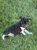 Zorro, a male Rat Terrier for sale in Stratton, CO – 4 of 6
