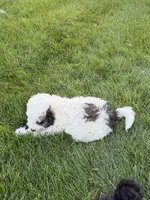 Prince, a male Poodle - Toy  for sale in Stratton, CO – 7 of 10