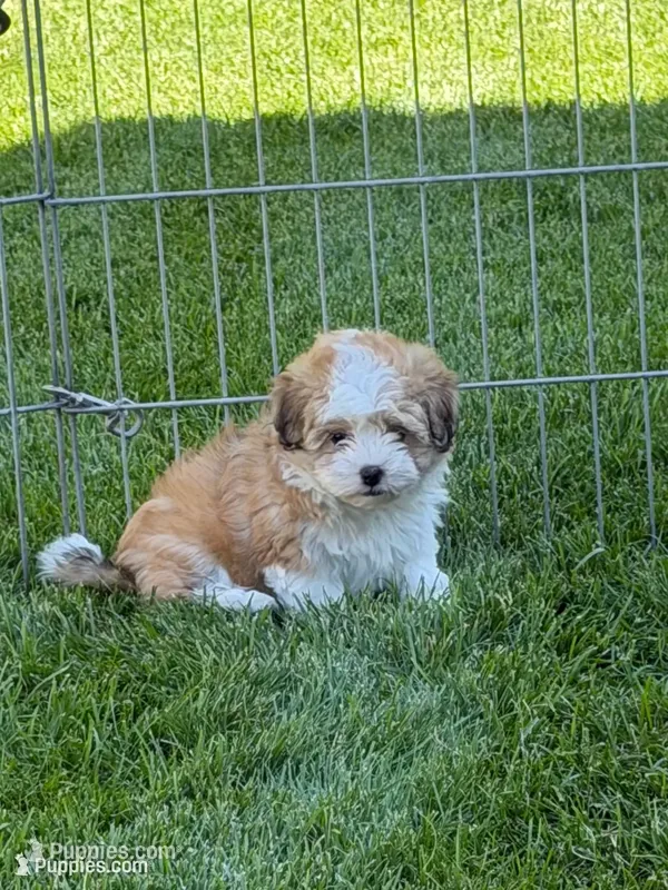 Lexi – Shihpoo puppy for sale in Stratton, CO