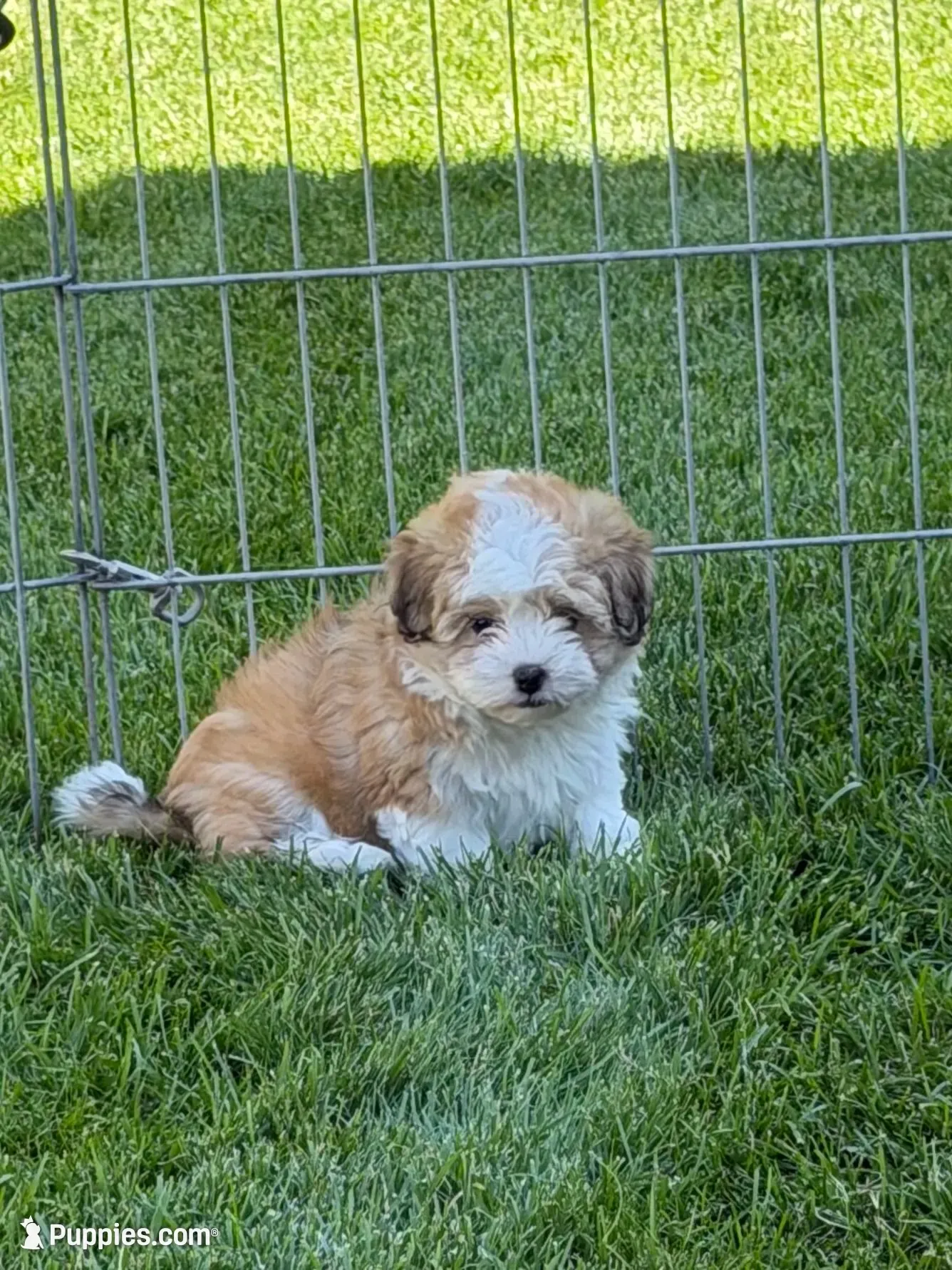 Lexi, a female Shihpoo for sale in Stratton, CO – 1 of 6