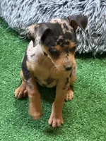 Dottie, a female Miniature Pinscher for sale in Stratton, CO – Photo 4 of 7