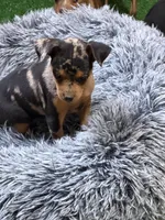 Dottie, a female Miniature Pinscher for sale in Stratton, CO – Photo 7 of 7