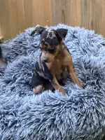 Dottie, a female Miniature Pinscher for sale in Stratton, CO – Photo 6 of 7
