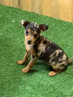 Dottie, a female Miniature Pinscher for sale in Stratton, CO – Photo 3 of 7