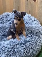 Dottie, a female Miniature Pinscher for sale in Stratton, CO – Photo 5 of 7