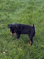 Chloe, a female Miniature Pinscher for sale in Stratton, CO – 2 of 5
