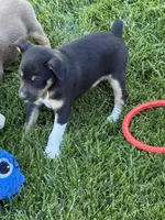 Zorro, a male Rat Terrier for sale in Stratton, CO – 5 of 6