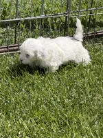 Fancy, a female Shihpoo for sale in Stratton, CO – 2 of 6