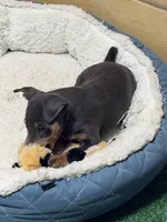 Toby, a male Miniature Pinscher for sale in Stratton, CO – 4 of 8