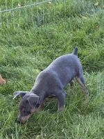 Taffy, a female Miniature Pinscher for sale in Stratton, CO – 3 of 5