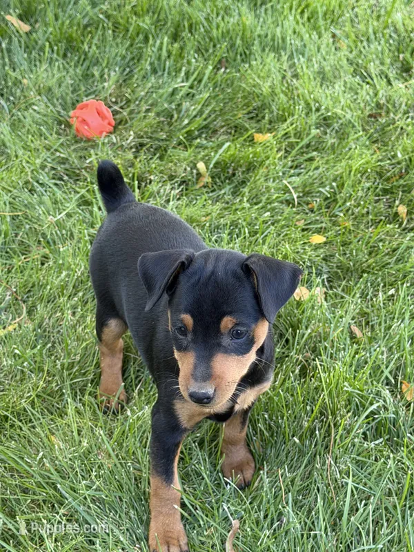 Callie, a female Miniature Pinscher for sale in Stratton, CO – 1 of 5