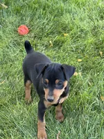 Callie, a female Miniature Pinscher for sale in Stratton, CO – 1 of 5