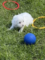 Francie, a female Shihpoo for sale in Stratton, CO – 6 of 6
