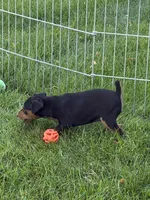 Callie, a female Miniature Pinscher for sale in Stratton, CO – 4 of 5