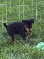 Callie, a female Miniature Pinscher for sale in Stratton, CO – 2 of 5