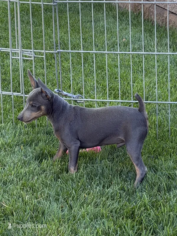 Buster – Miniature Pinscher puppy for sale in Stratton, CO