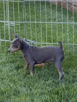Buster, a male Miniature Pinscher for sale in Stratton, CO – 1 of 9