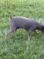 Pauly , a male Miniature Pinscher for sale in Stratton, CO – 4 of 4