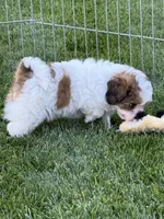 Linus, a male Shihpoo for sale in Stratton, CO – 8 of 8