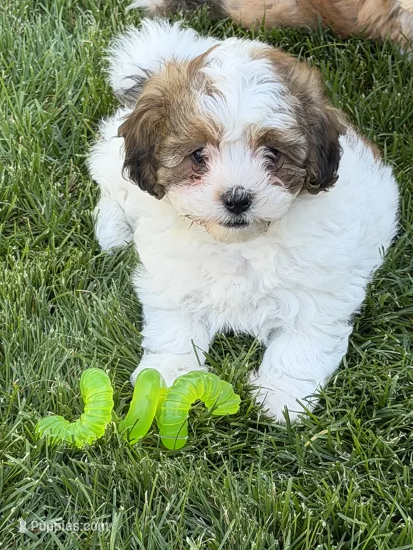 Linus – Shihpoo puppy for sale in Stratton, CO