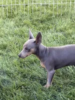 Pauly , a male Miniature Pinscher for sale in Stratton, CO – 3 of 4
