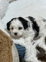 Cuddles, a male Shihpoo for sale in Stratton, CO – Photo 8 of 8