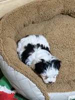 Cuddles, a male Shihpoo for sale in Stratton, CO – Photo 4 of 8