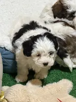 Cuddles, a male Shihpoo for sale in Stratton, CO – Photo 7 of 8