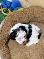 Cuddles, a male Shihpoo for sale in Stratton, CO – Photo 6 of 8