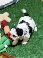 Cuddles, a male Shihpoo for sale in Stratton, CO – Photo 3 of 8