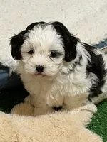 Cuddles, a male Shihpoo for sale in Stratton, CO – Photo 1 of 8