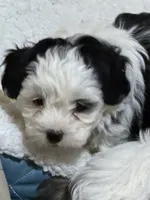 Cuddles, a male Shihpoo for sale in Stratton, CO – Photo 5 of 8