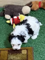 Cuddles, a male Shihpoo for sale in Stratton, CO – Photo 2 of 8