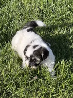 Caine, a male Shihpoo for sale in Stratton, CO – 6 of 6