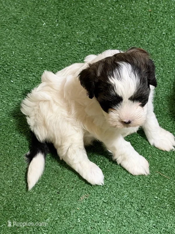 Ozzy – Shihpoo puppy for sale in Stratton, CO