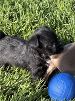 Abby, a female Miniature Schnauzer for sale in Stratton, CO – 7 of 9