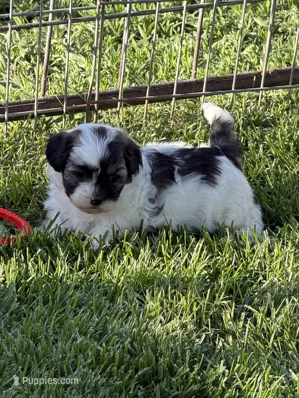 Caine – Shihpoo puppy for sale in Stratton, CO