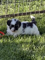 Caine, a male Shihpoo for sale in Stratton, CO – 1 of 6