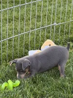 Buster, a male Miniature Pinscher for sale in Stratton, CO – 2 of 3