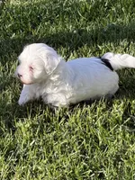 Casper, a male Shihpoo for sale in Stratton, CO – 7 of 7