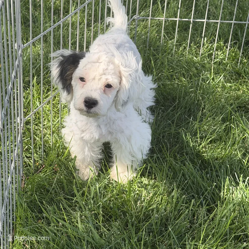 Felix – Shihpoo puppy for sale in Stratton, CO