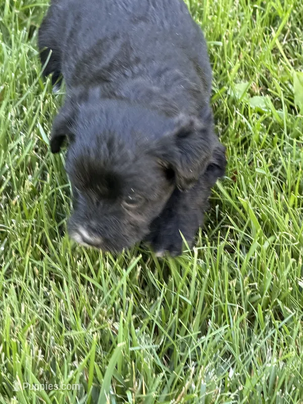 Molly – Yorkipoo puppy for sale in Stratton, CO