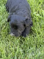 Molly, a female Yorkipoo for sale in Stratton, CO – 1 of 1