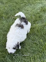 Prince, a male Poodle - Toy  for sale in Stratton, CO – 5 of 10