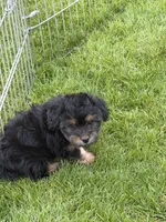 Jax, a male Yorkipoo for sale in Stratton, CO – 5 of 5