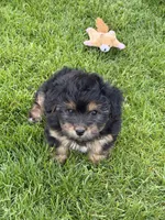 Jax, a male Yorkipoo for sale in Stratton, CO – 4 of 5