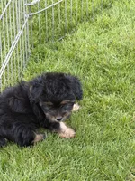 Jax, a male Yorkipoo for sale in Stratton, CO – 3 of 5