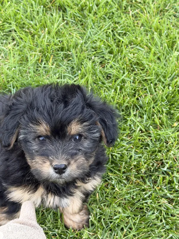 Jax – Yorkipoo puppy for sale in Stratton, CO